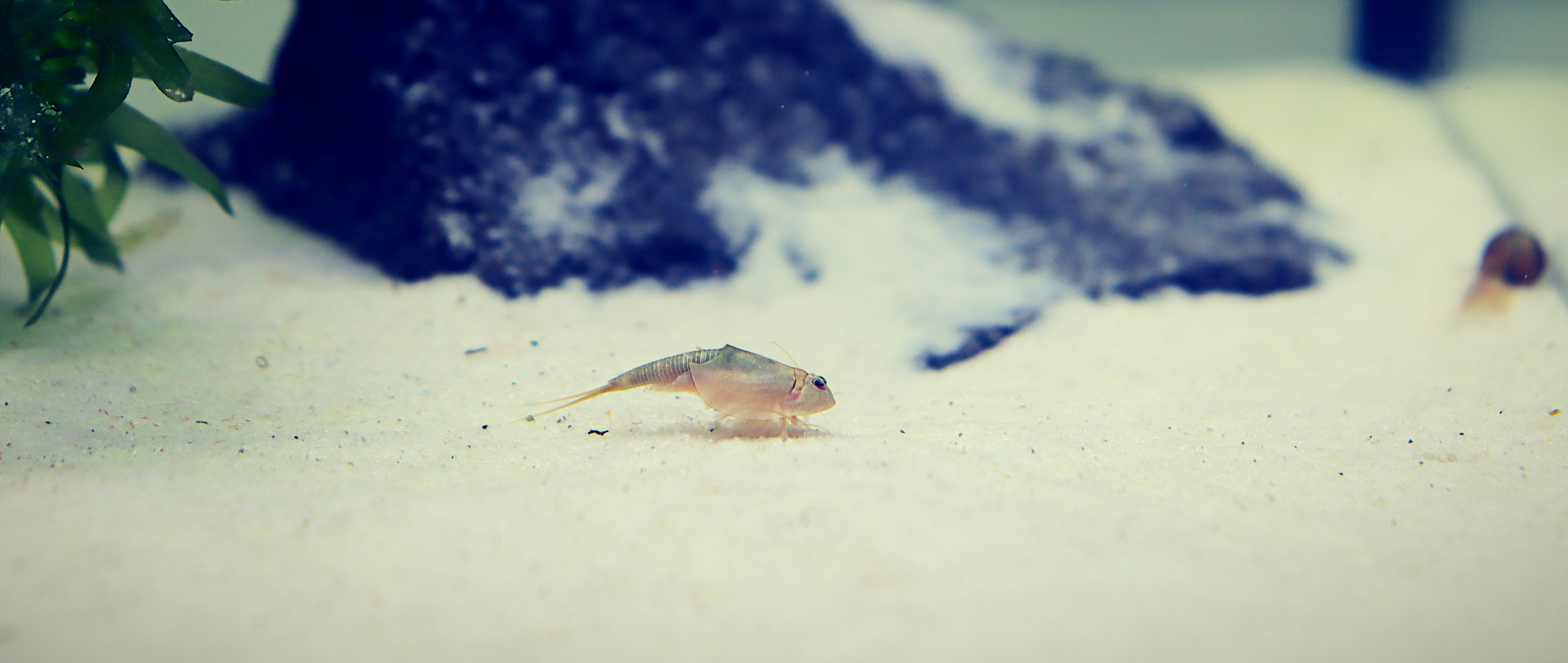 Triops image